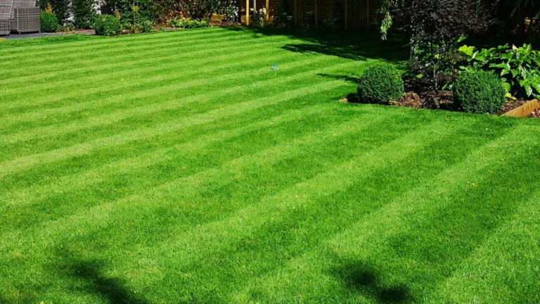 Healthy Green Lawn Care